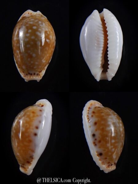 Naria cernica viridicolor 19,5 mm Gem-0