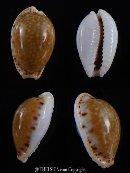 Naria cernica viridicolor 20,7 mm Gem-0