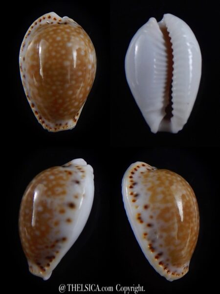 Naria cernica viridicolor 21,5 mm Gem-0