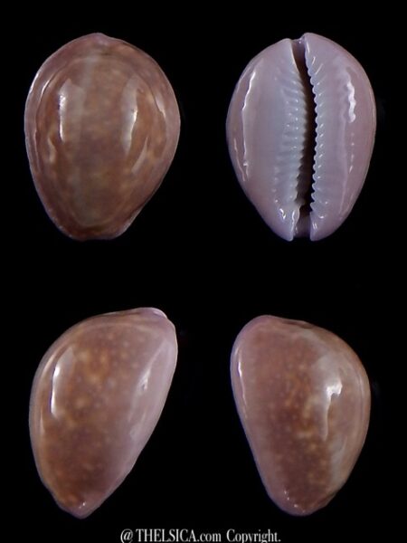 Naria poraria " overglazed " 19,6 mm Gem-0