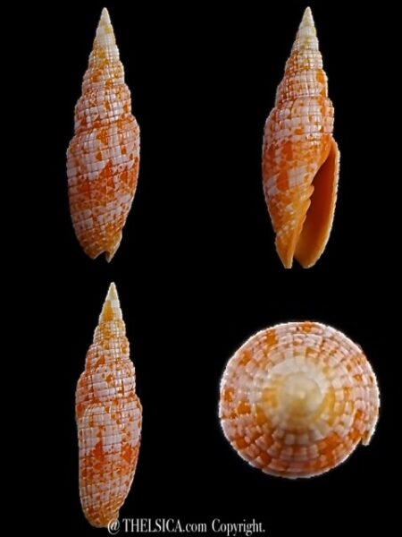 Neocancilla takiisaoi 49,6 mm Gem-0