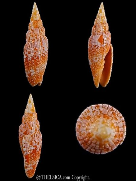 Neocancilla takiisaoi 51,6 mm Gem-0