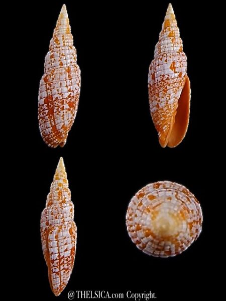 Neocancilla takiisaoi 52,8 mm Gem-0