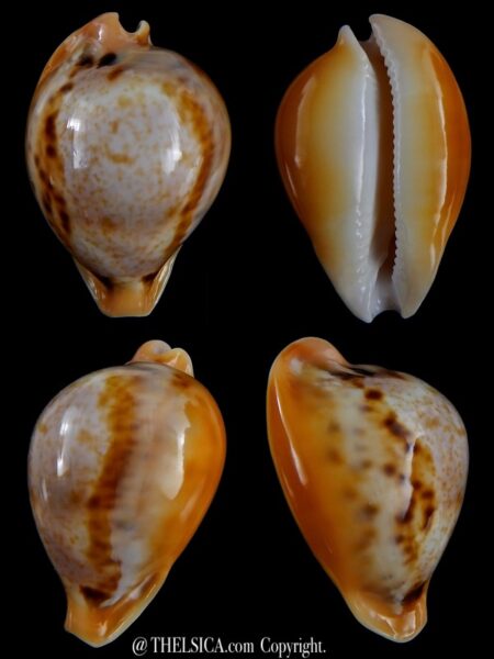 Nesiocypraea teramachii neocaledonica 50,4 mm Gem-0