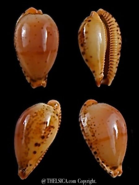 Palmulacypraea boucheti 19,7 mm Gem-0