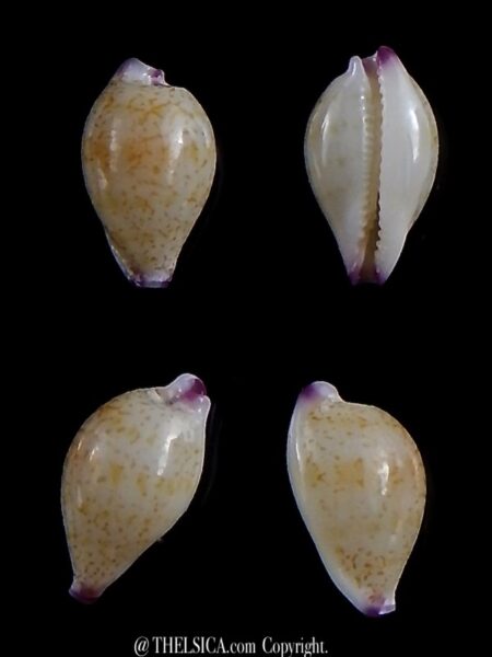 Purpuradusta barbieri ... 10,7 mm Gem-0