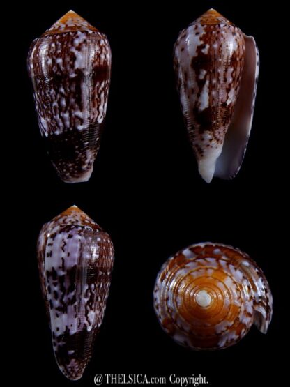Conus floccatus floccatus ..purple ..56,9 mm Gem-0