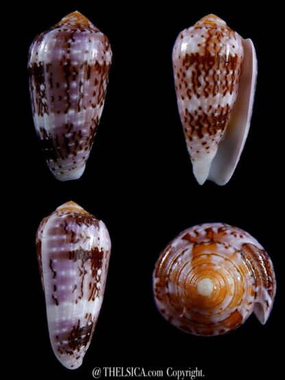 Conus floccatus floccatus ..purple ..58,6 mm Gem-0