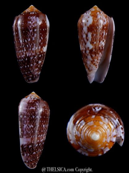 Conus floccatus floccatus ..purple ..60,7 mm Gem-0
