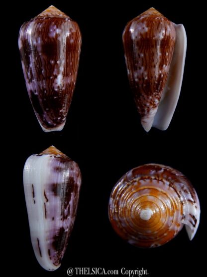 Conus floccatus floccatus ..purple ..62,3 mm Gem-0