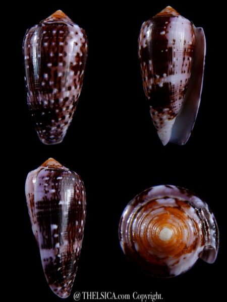 Conus floccatus floccatus ..purple ..64,7 mm Gem-0