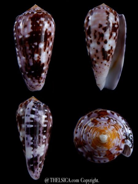 Conus floccatus floccatus ..purple ..64 mm Gem-0