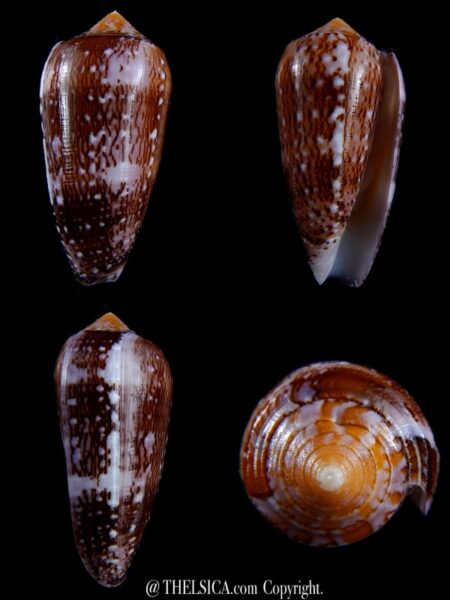 Conus floccatus floccatus ..purple ..67,2 mm Gem-0