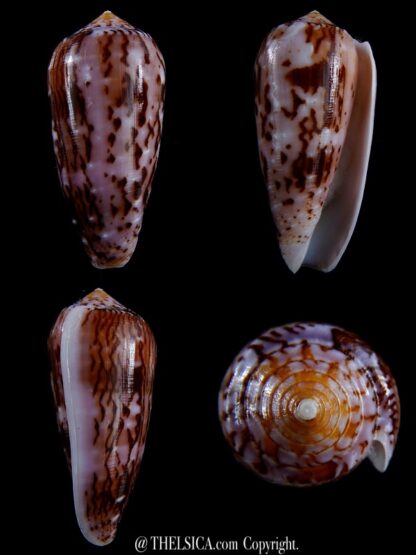 Conus floccatus floccatus ..purple ..67,3 mm Gem-0