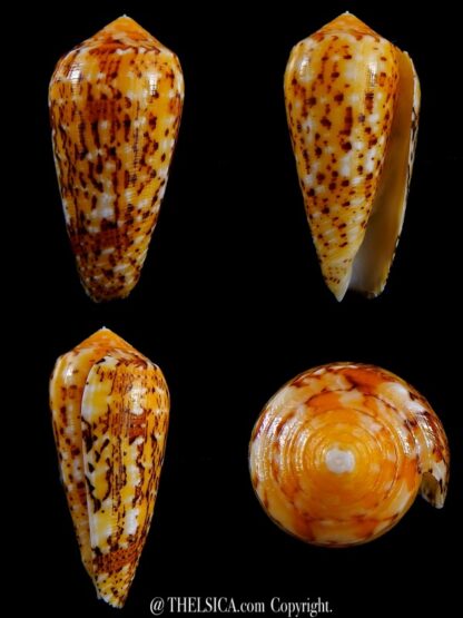 Conus floccatus magdalenae 53,3 mm Gem-0