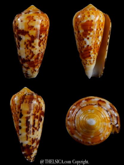 Conus floccatus magdalenae 54,3 mm Gem-0
