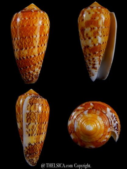 Conus floccatus magdalenae 56,8 mm Gem-0