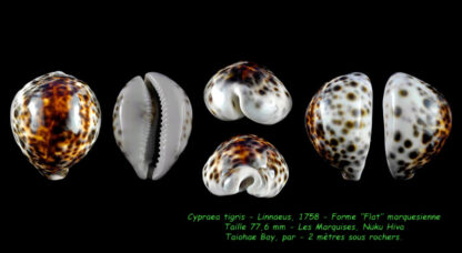 Cypraea tigris lorenzi ... flat Marquesan forme... 77,6 mm X 45,5 mm Gem (-)-36680