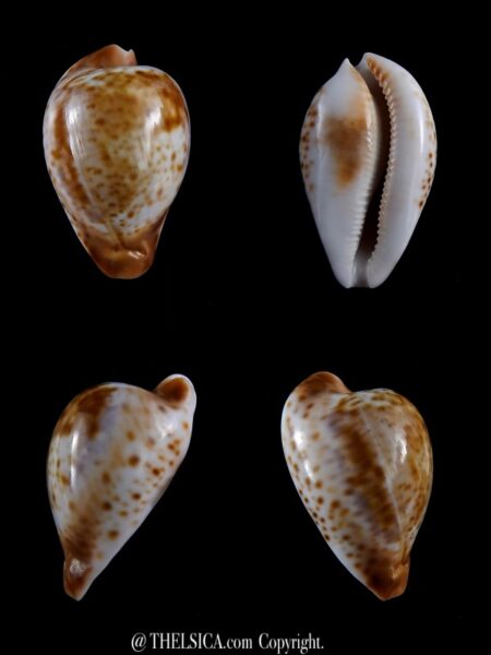 Umbilia hesitata suprastrata ...DWARF.. 64,6 mm Gem 42 grms-0