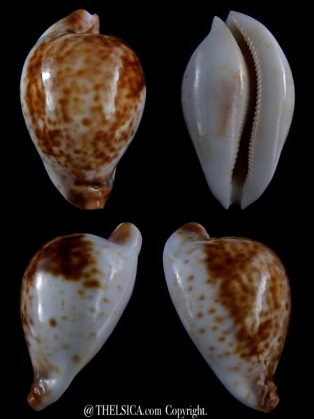 Umbilia hesitata suprastrata 86,8 mm Gem 93 grms-0