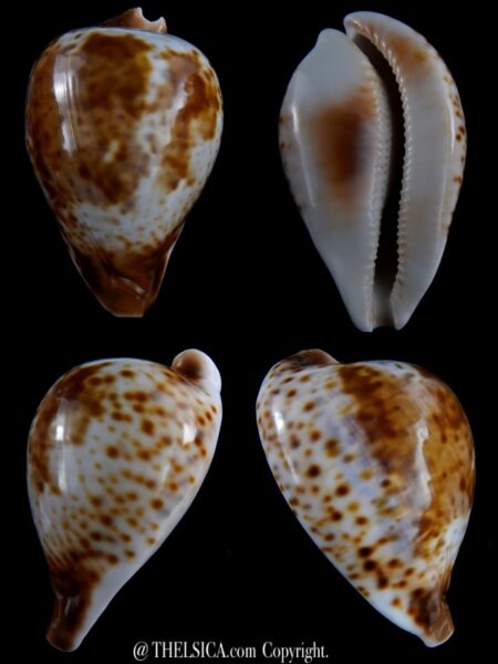 Umbilia hesitata suprastrata 92,4 mm Gem 92 grms-0