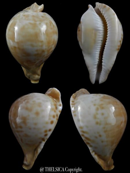 Umbilia petilirostris ... DWARF... 65,3 mm GEM-0