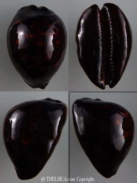 Zoila decipiens suprasinum 57,7 mm Gem-0