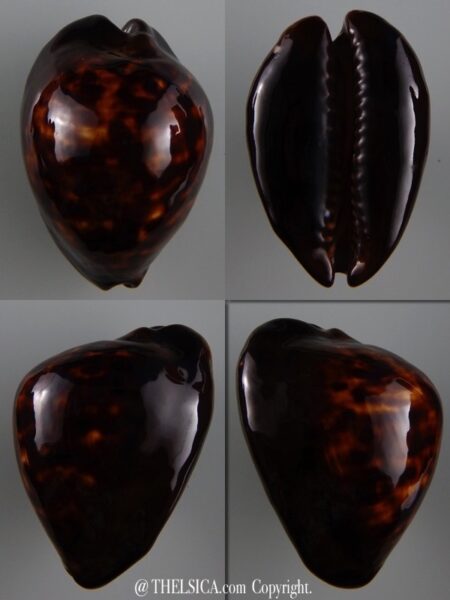 Zoila decipiens suprasinum 59,7 mm Gem (-)-0