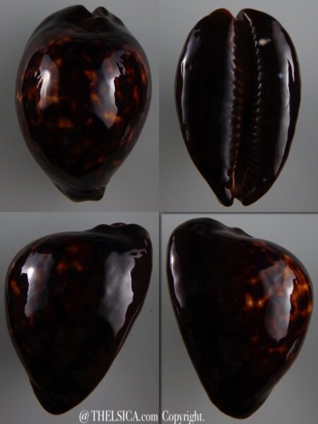Zoila decipiens suprasinum 62,7 mm Gem (-)-0