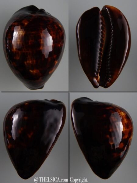 Zoila decipiens suprasinum 63,6 mm Gem-0