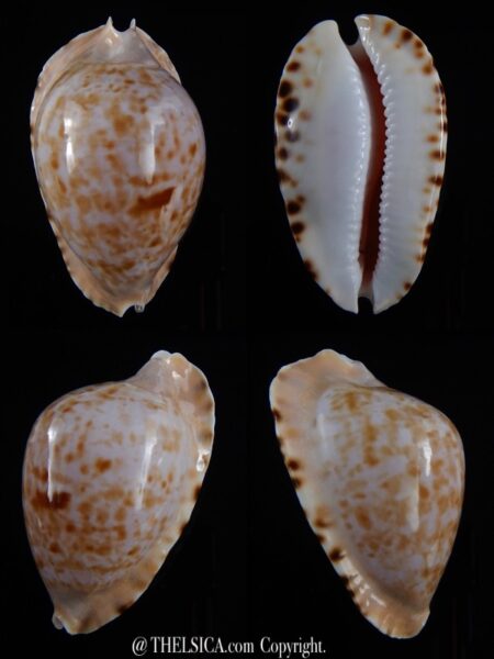 Zoila marginata consueta 50,9 mm Gem-0