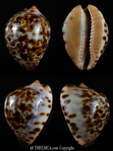 Zoila eludens stricklandi 39,4 mm Gem-0