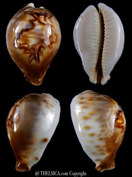 Afrozoila fultoni massieri mozambicana 66,8 mm Gem-0