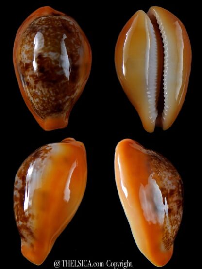 Austrasiatica langfordi poppeorum >56,1 mm Gem-0