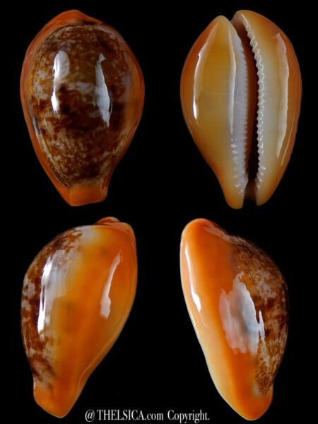 Austrasiatica langfordi poppeorum >56,1 mm Gem-0