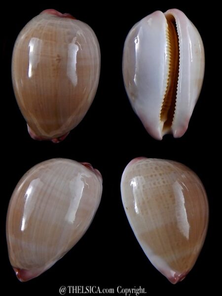 Austrocypraea reevei reevei 35,5 mm Gem-0
