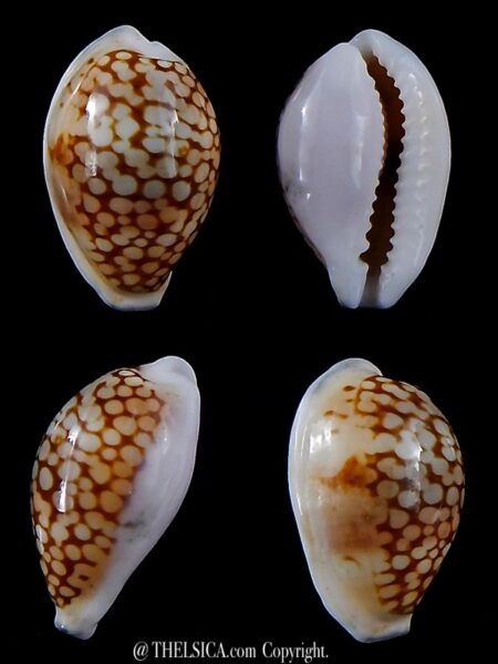 Cribrarula comma fraserorum 21,8 mm (ex pisce)-0