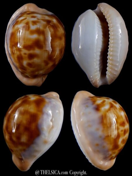 Cypraeovula castanea latebrosa 30,6 mm Gem-0