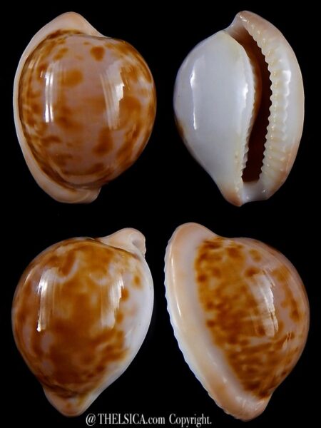 Cypraeovula iutsui 29,5 mm Gem-0