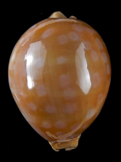 Lyncina leucodon angioyna >>> Giant >>> 91,1 mm Gem -36962