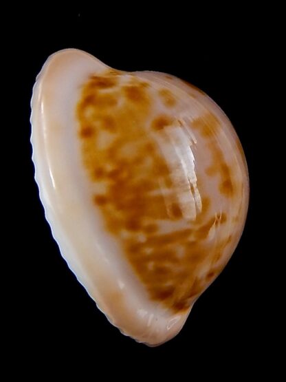 Cypraeovula iutsui 29,5 mm Gem-37008