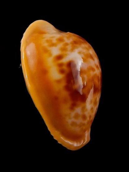 Propustularia surinamensis 24 mm Gem-37135