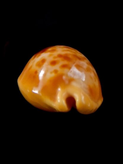 Propustularia surinamensis 24 mm Gem-37137