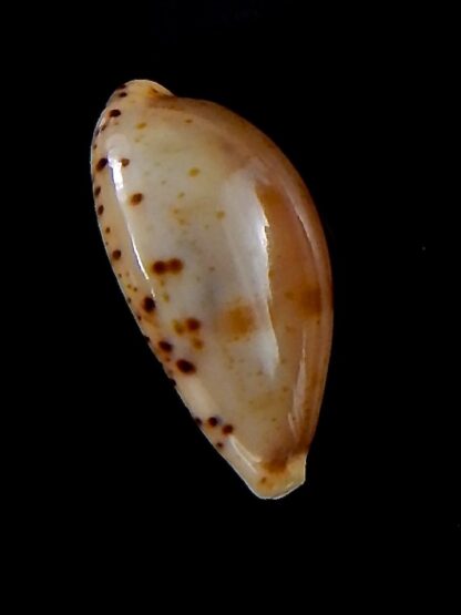 Palmulacypraea katsuae katsuae 18,4 mm Gem-37096