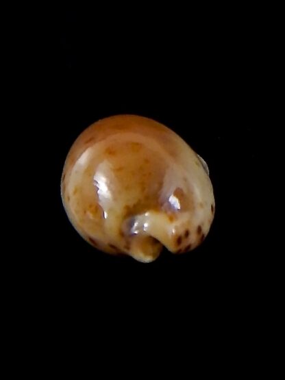 Palmulacypraea katsuae katsuae 18,4 mm Gem-37102