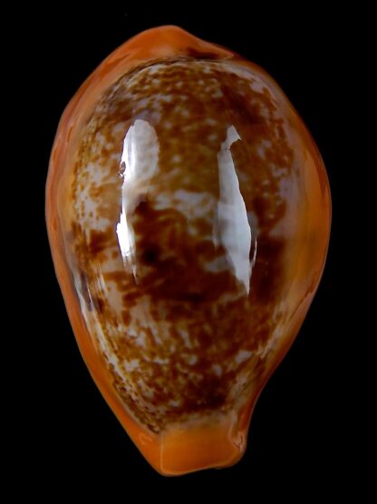 Austrasiatica langfordi poppeorum >56,1 mm Gem-37055