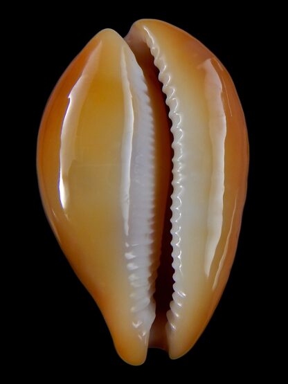 Austrasiatica langfordi poppeorum >56,1 mm Gem-37056