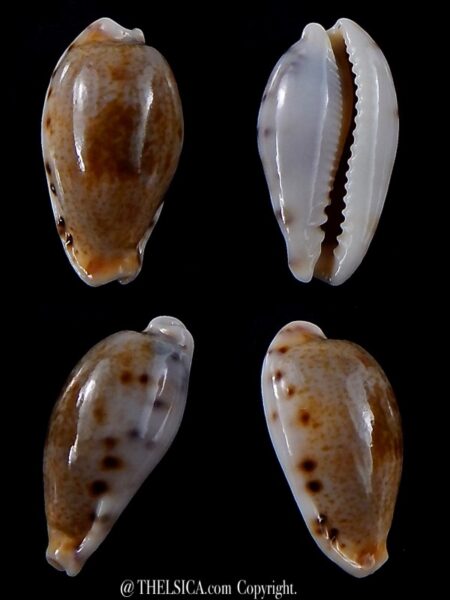 Erronea fernandoi 23,1 mm Gem-0