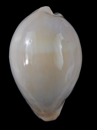 Erronea onyx nymphae ... Giant>>> 48,3 mm F+++/Gem-37012