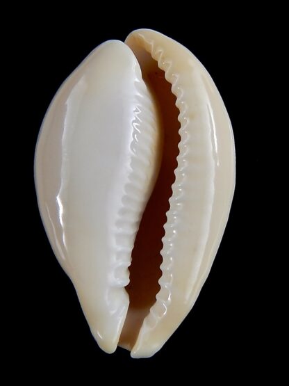 Erronea onyx nymphae ... Giant>>> 48,3 mm F+++/Gem-37014
